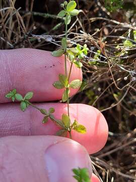 Image of Galium propinquum A. Cunn.