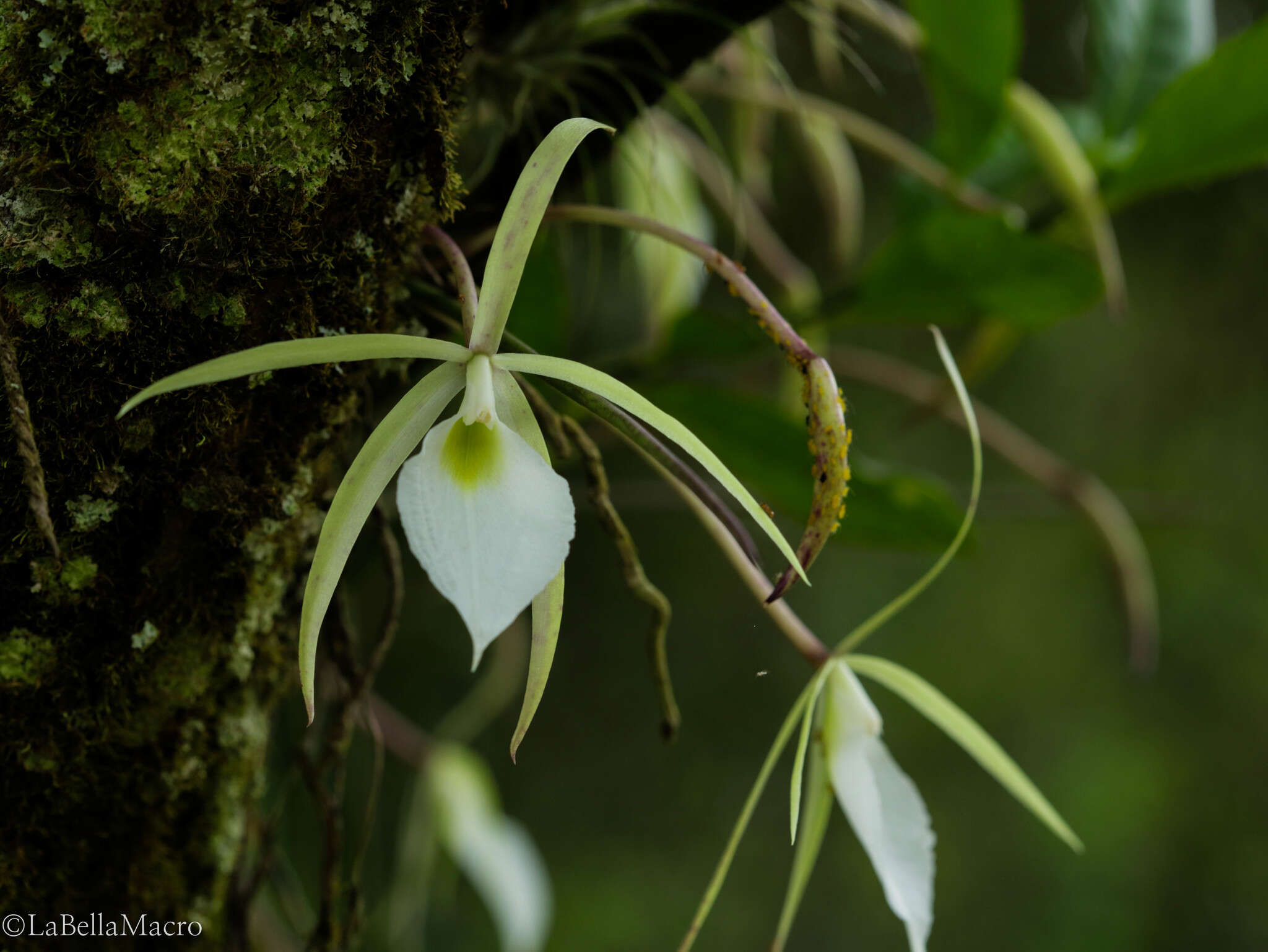 Brassavola tuberculata Hook. resmi