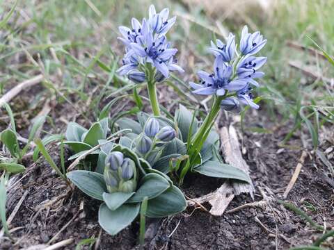 Image de Hyacinthoides lingulata (Poir.) Rothm.