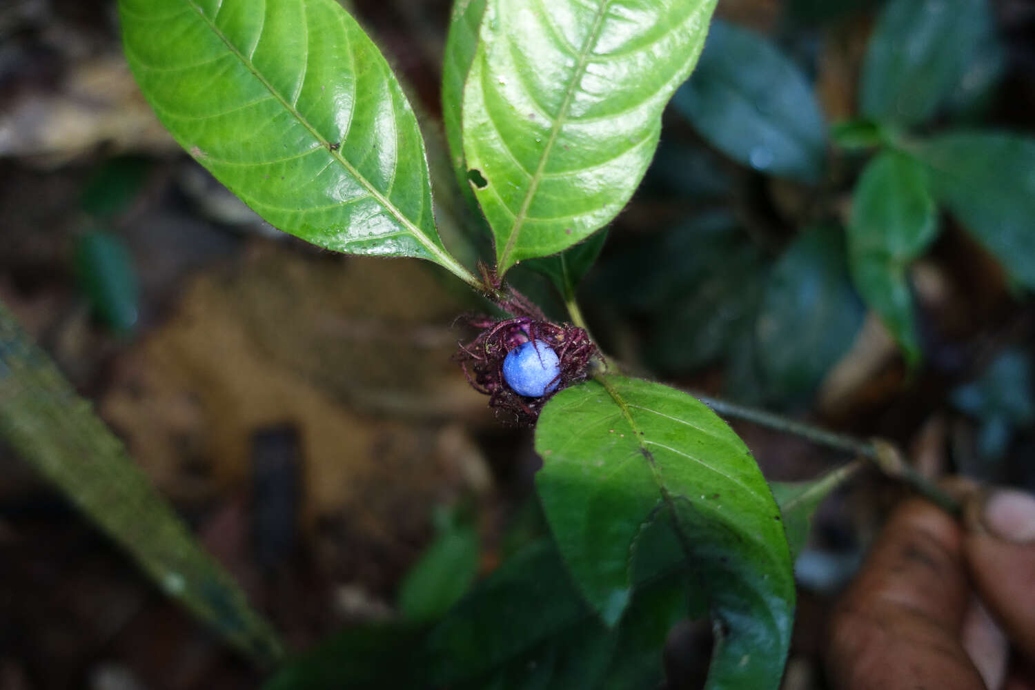 Image of Palicourea glabra