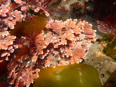 Bossiella plumosa resmi