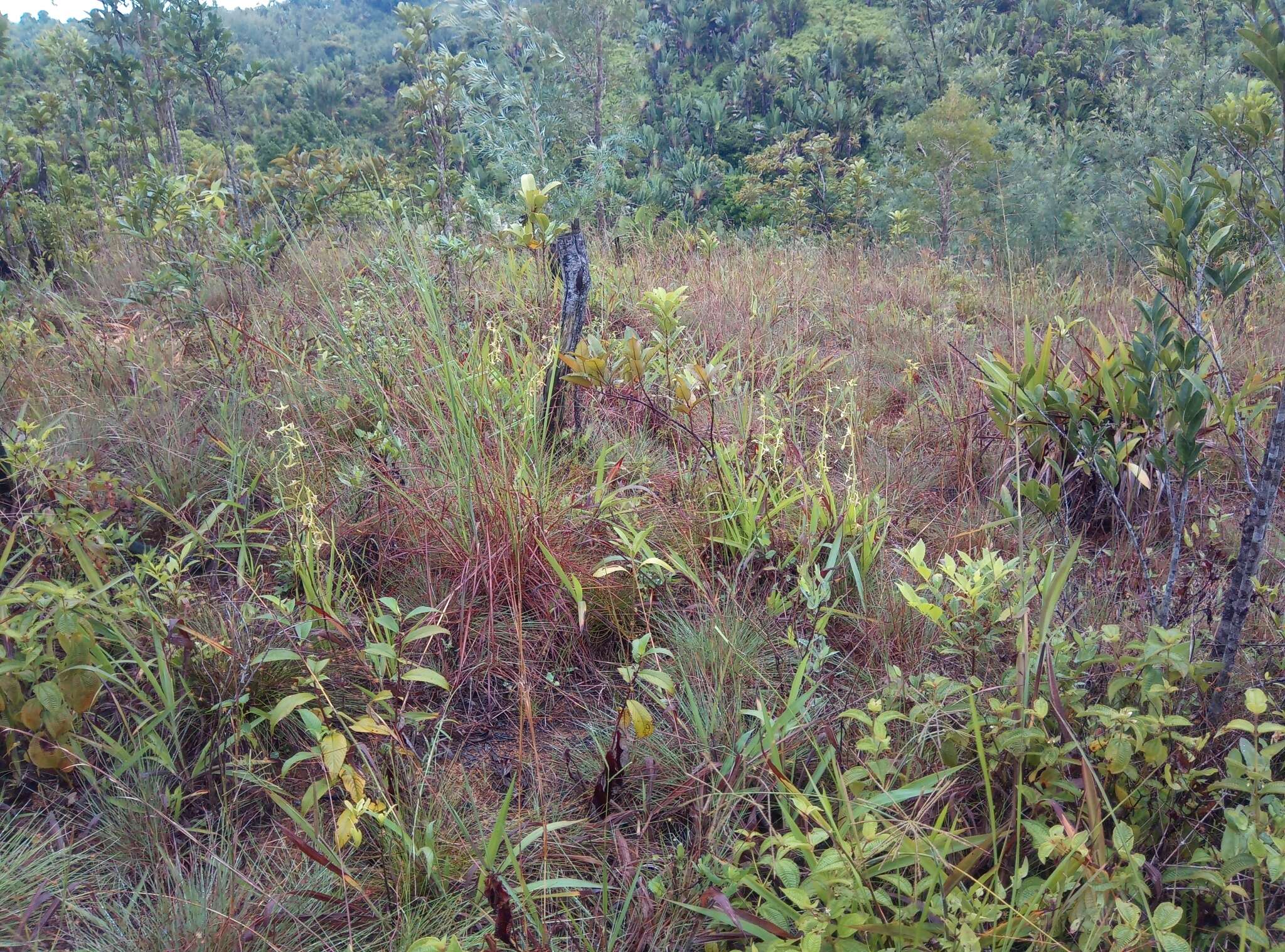 Image of Eulophia plantaginea (Thouars) Rolfe ex Hochr.