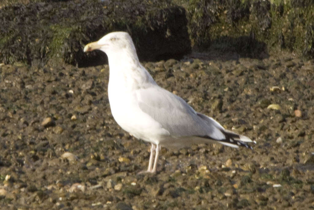 Image of European Herring Gull