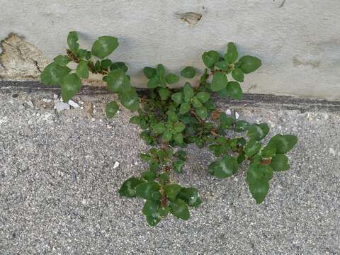 Image of Amaranthus blitum subsp. blitum