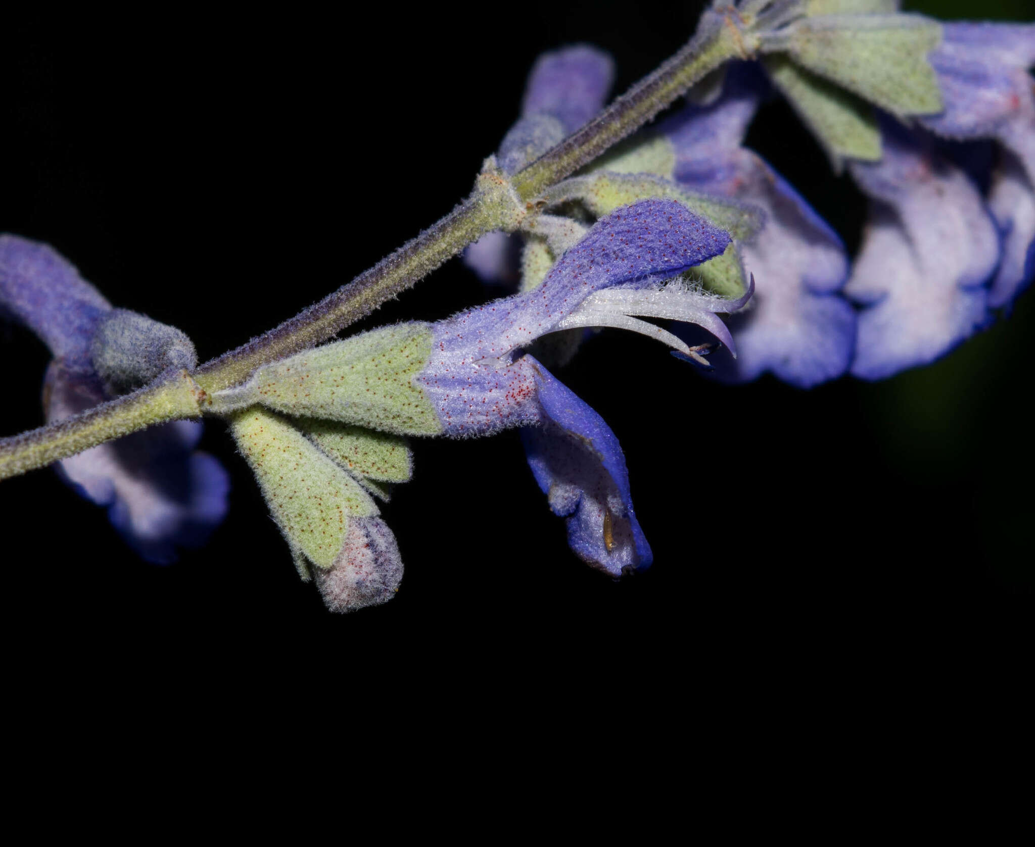 Image of Salvia pruinosa Fernald