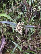 Image of Maxillaria embreei Dodson