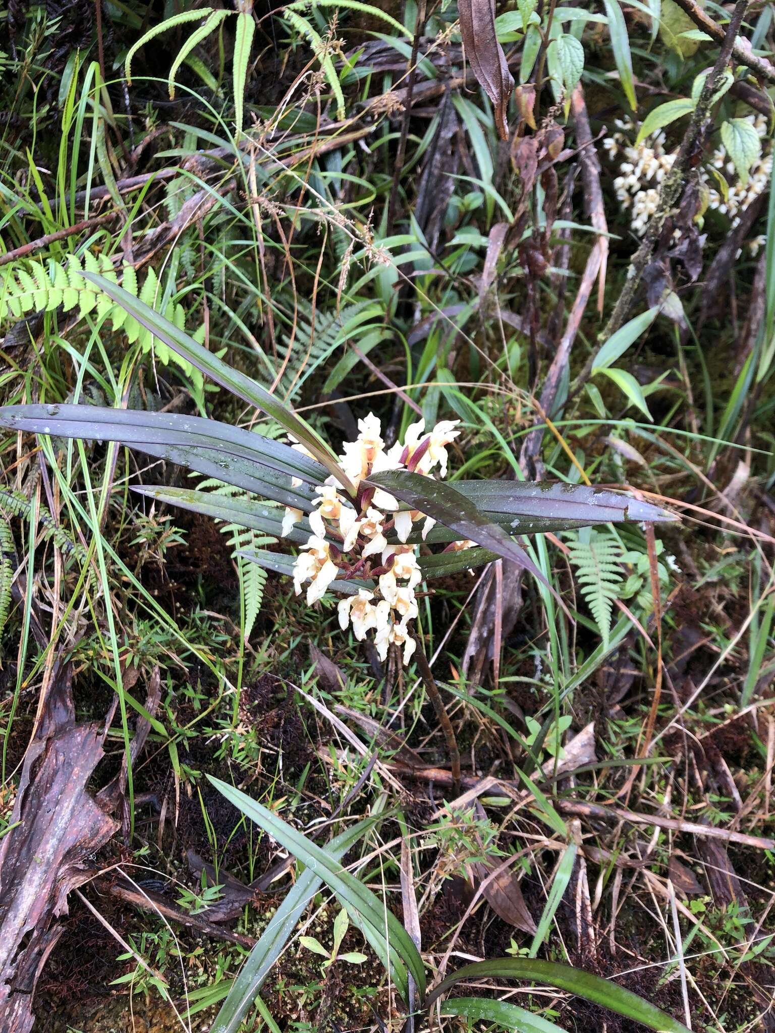 Image of Maxillaria embreei Dodson