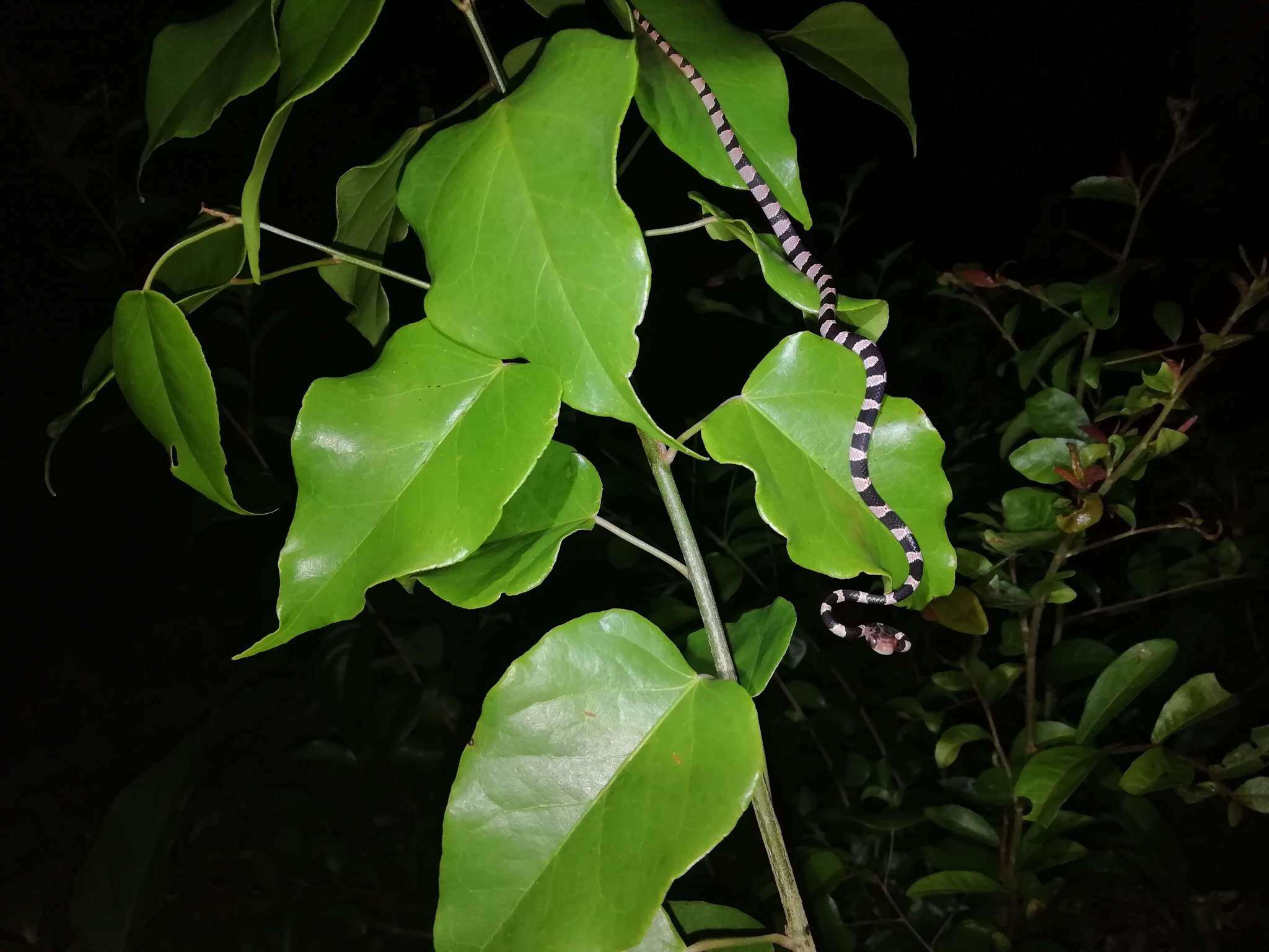 Image of Yucatán Blunthead Snake