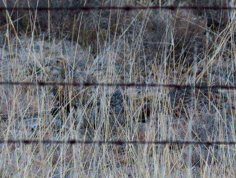 Image of Grey-winged Francolin