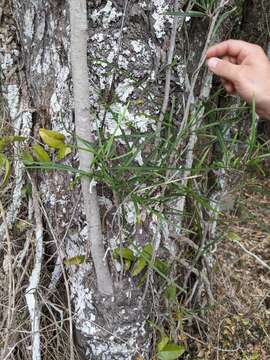 Image of Grevillea helmsiae F. M. Bailey