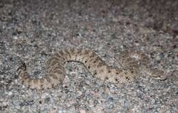 Image of Crotalus cerastes laterorepens Klauber 1944