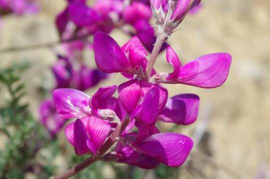 Image of Hedysarum perrauderianum Coss. & Durieu