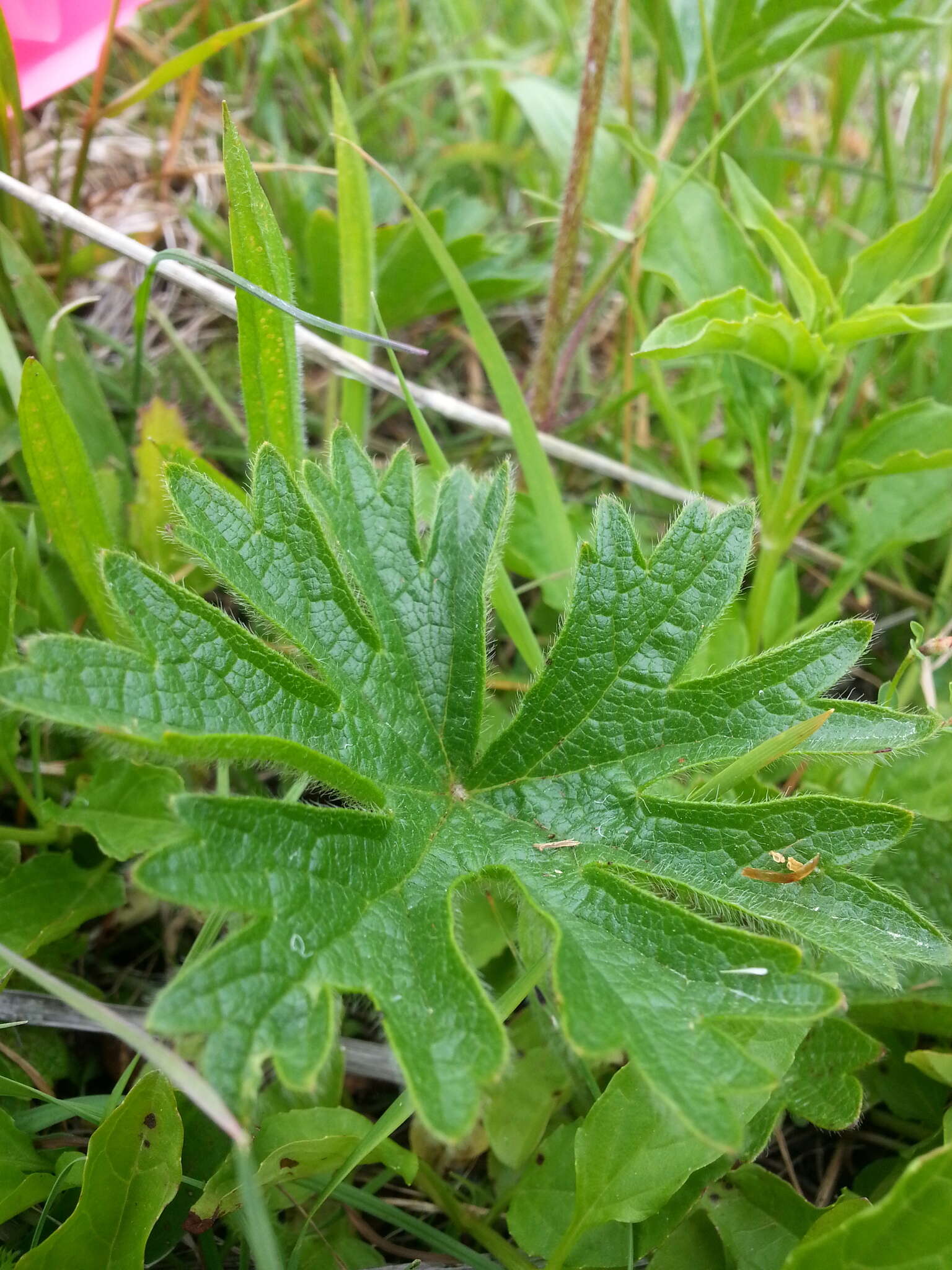 Слика од Sidalcea hirtipes C. L. Hitchcock