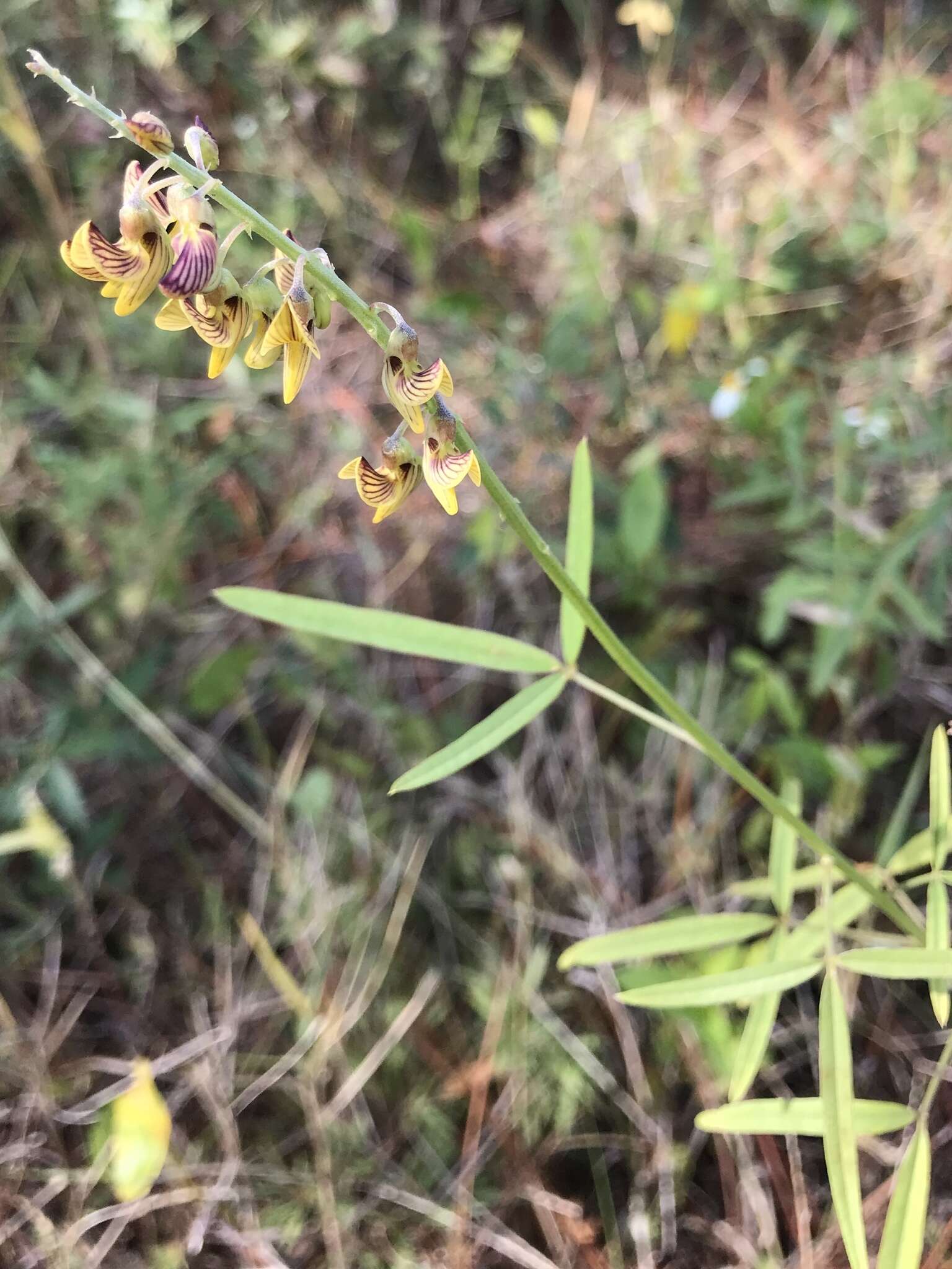 Image of lanceleaf rattlebox