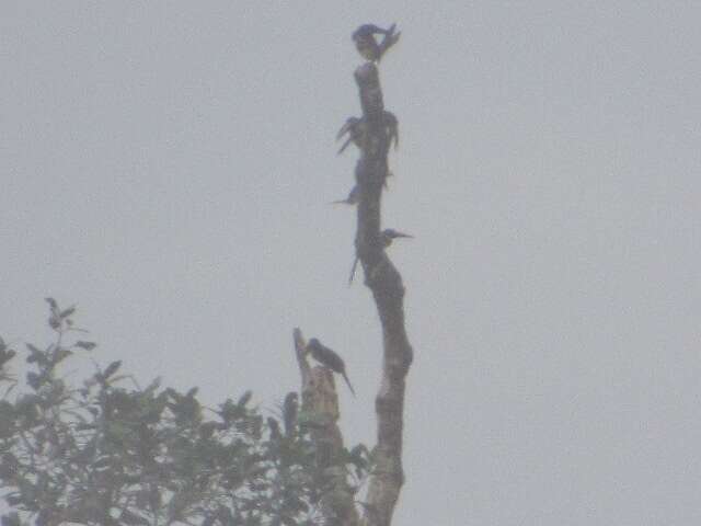 Image of Many-banded Aracari