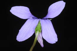 Image of Viola metajaponica Nakai