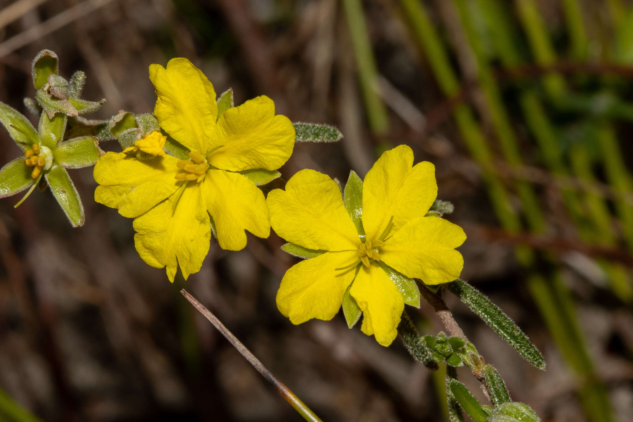 Plancia ëd Hibbertia australis N. A. Wakefield