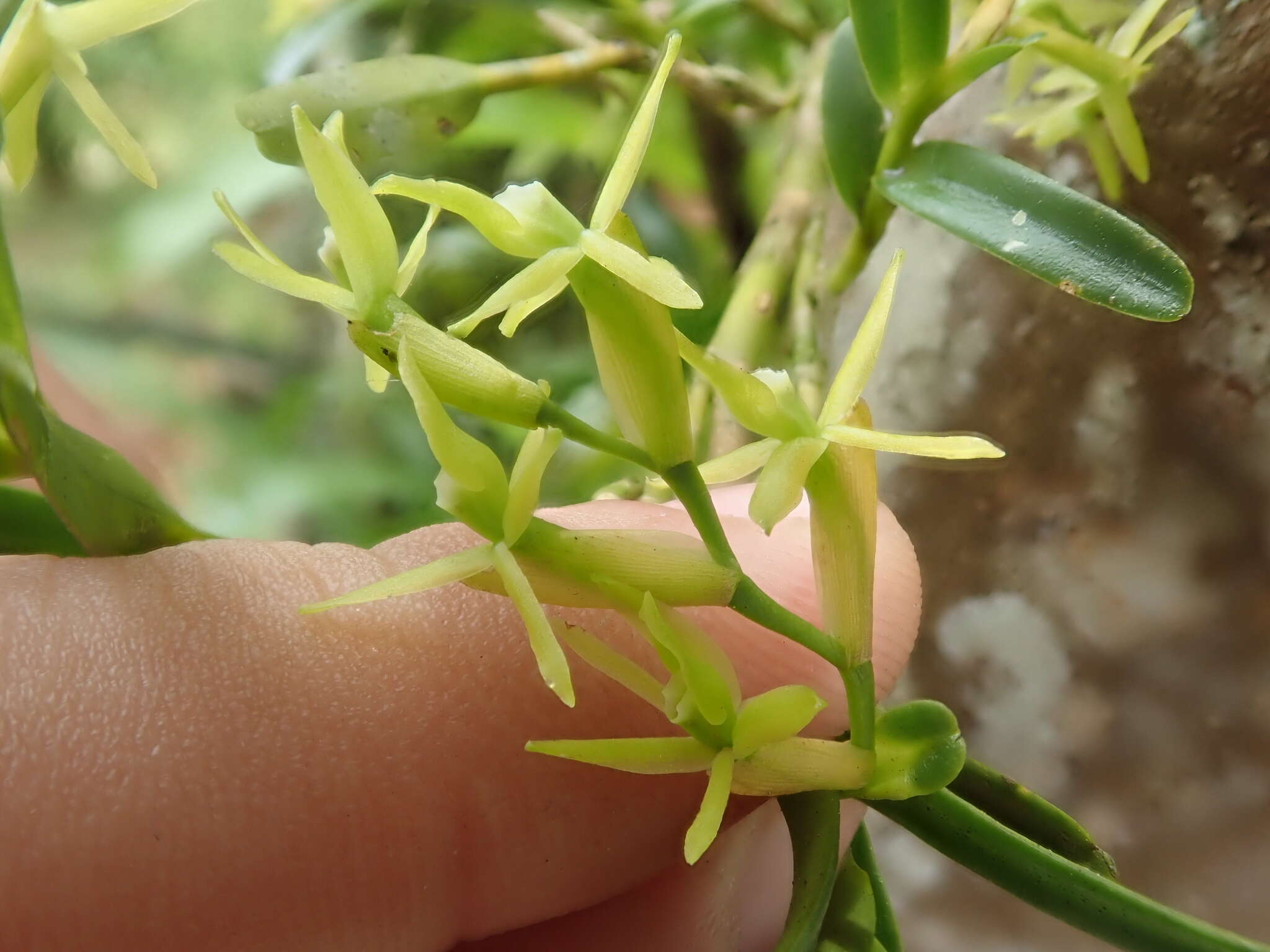 Image of mountain star orchid