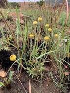 Image of Bright Yellow Everlasting