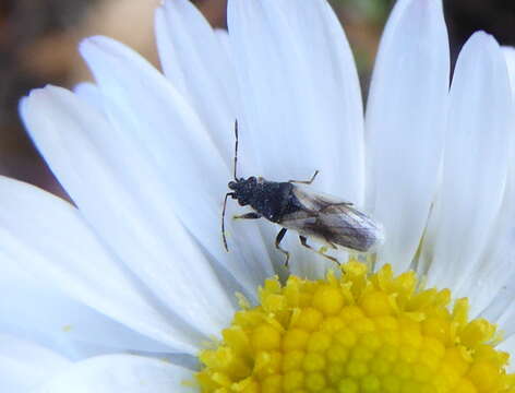 صورة Metopoplax ditomoides (Costa & A. 1847)