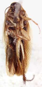 Image of Chromatonotus