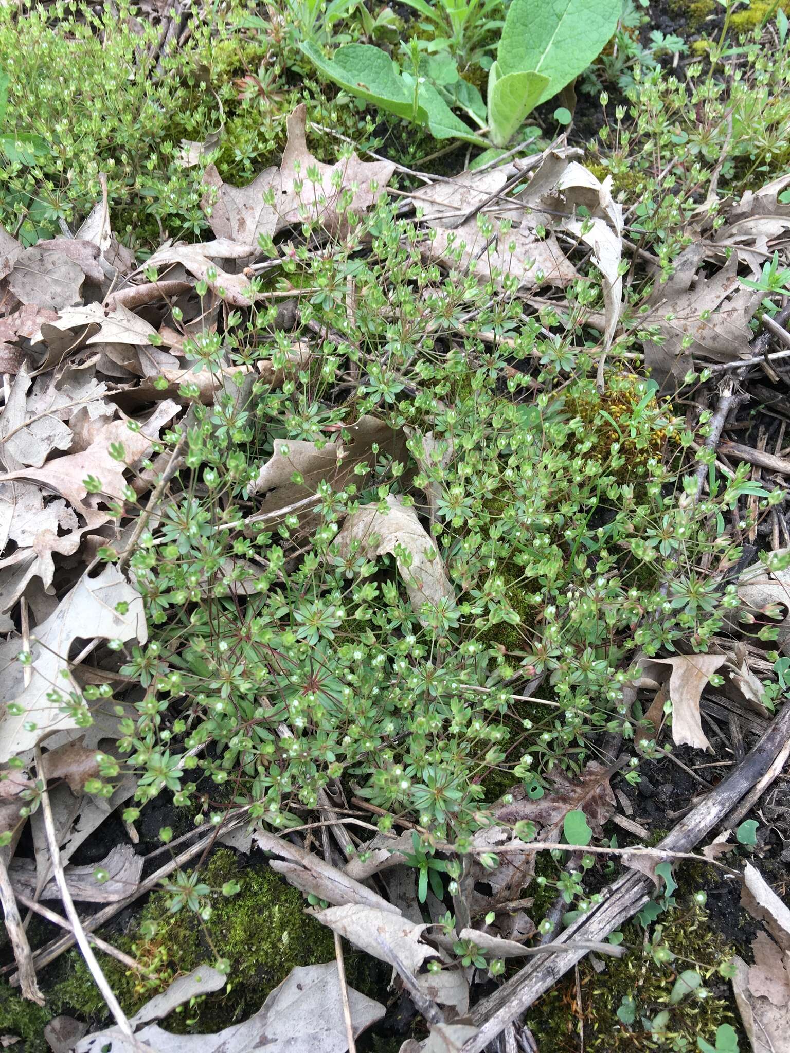 Image of western rockjasmine