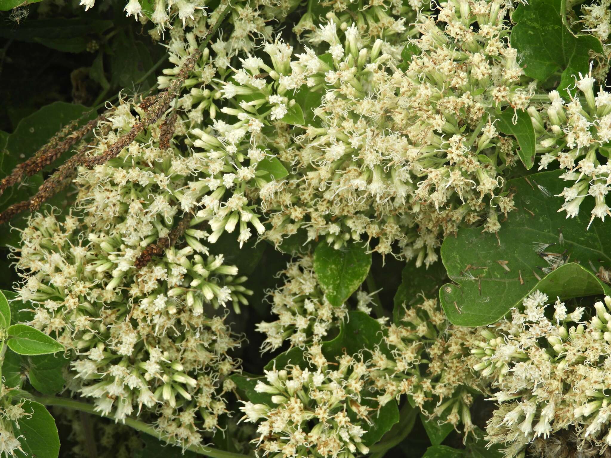 Image of hemp vine