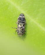 Agrilus occipitalis (Eschscholtz 1822)的圖片