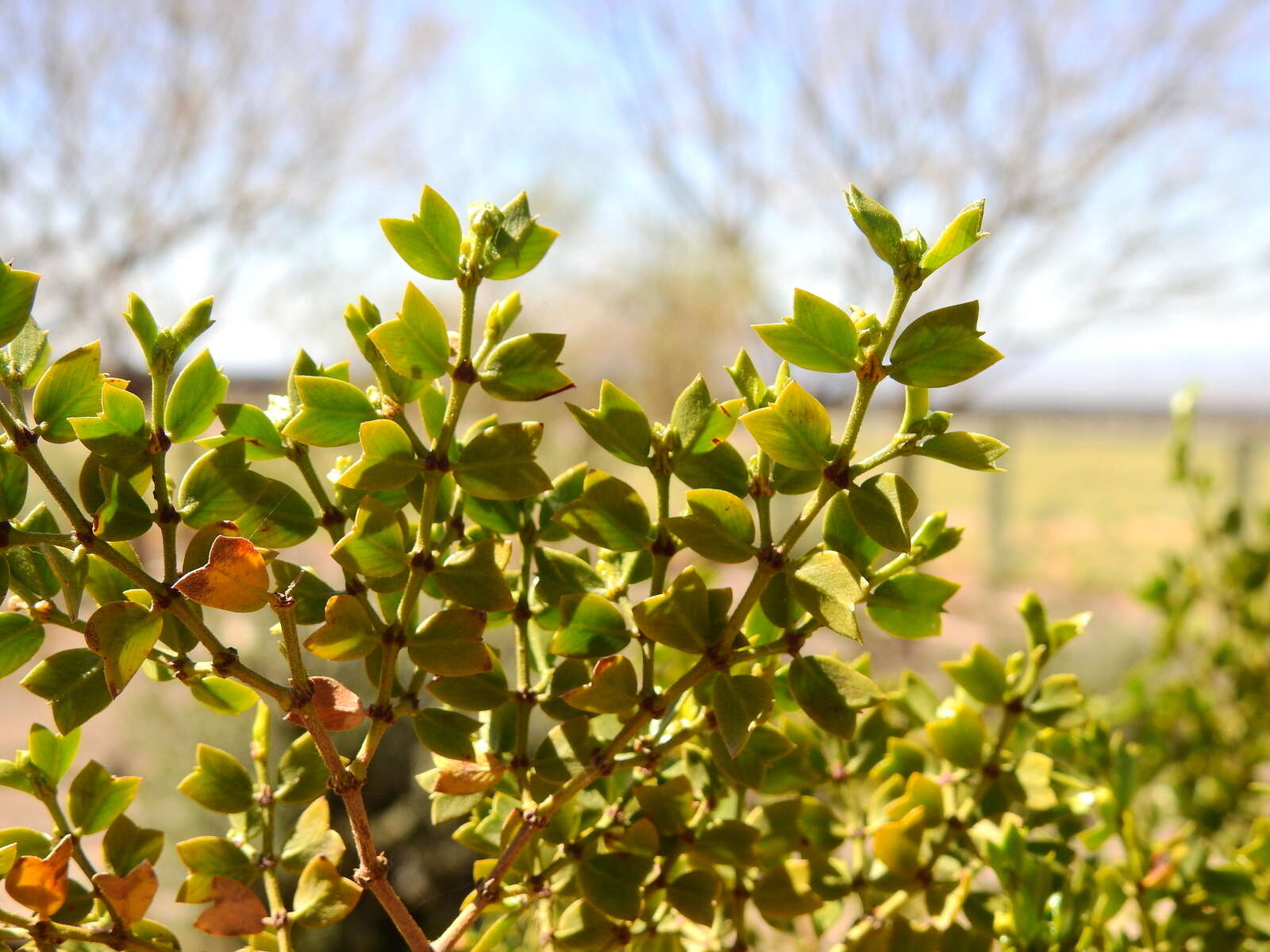 Image of Larrea cuneifolia Cav.