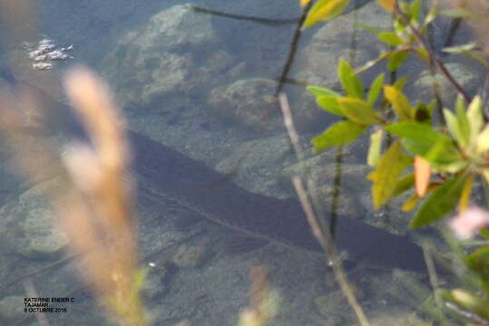 Image of tropical gar