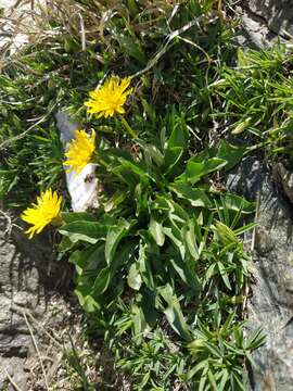 Image of Taraxacum stevenii (Spreng.) DC.