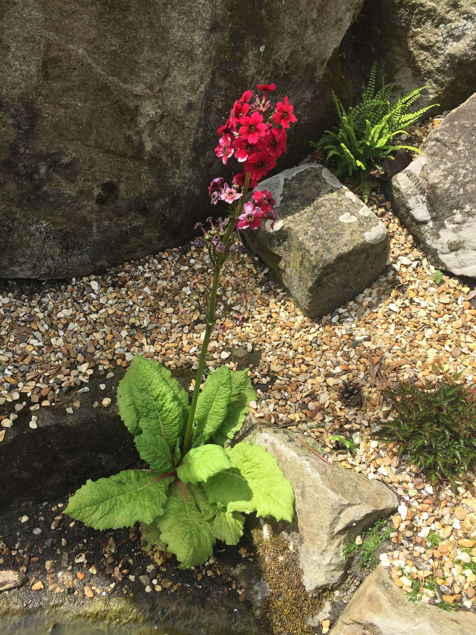 Primula japonica A. Gray resmi