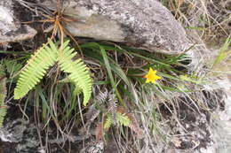 Image of Barbacenia glabra Goethart & Henrard