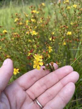 Image of Coastal-Plain St. John's-Wort