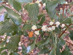 Image of Hakea undulata R. Br.