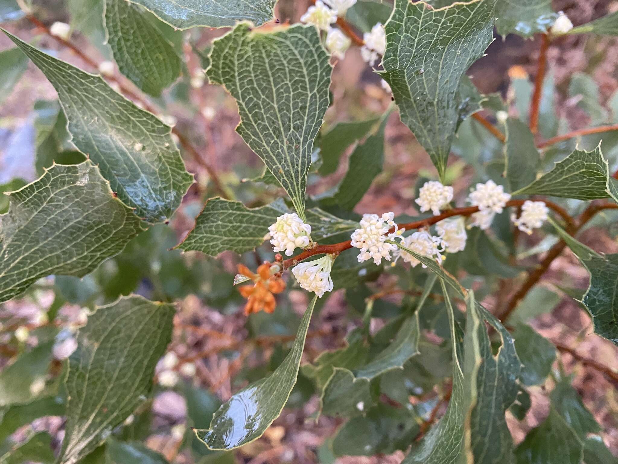 Слика од Hakea undulata R. Br.