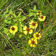 Imagem de Helenium flexuosum Rafin.