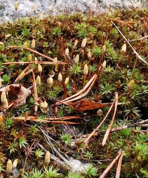 Image of pogonatum moss