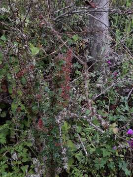 Image of Berberis actinacantha Mart. ex Schult. fil.