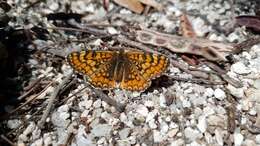 Plancia ëd <i>Melitaea deione</i>