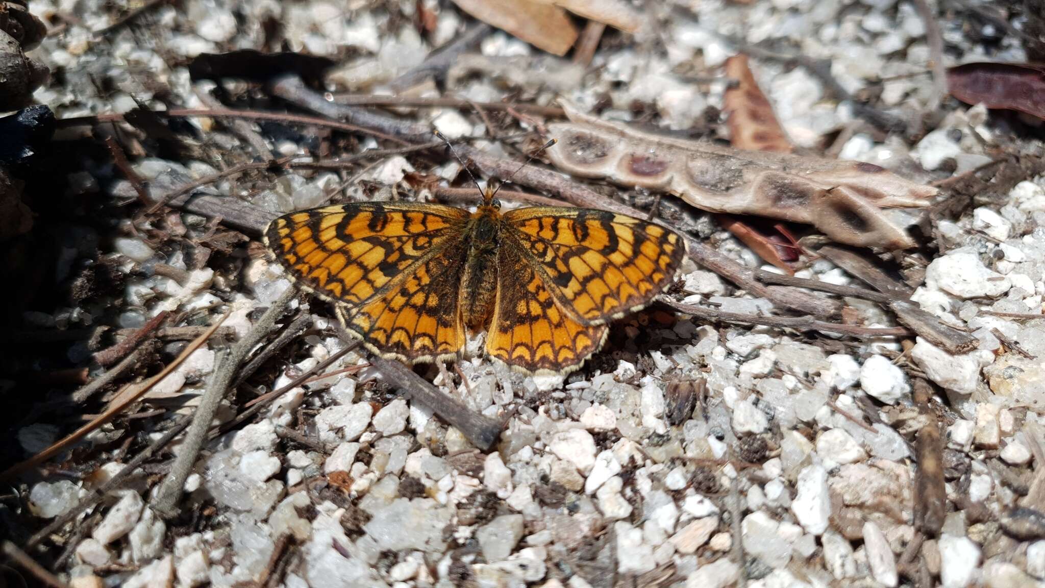 Plancia ëd <i>Melitaea deione</i>