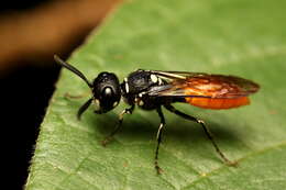 Imagem de Philanthus loeflingi Dahlbom 1845