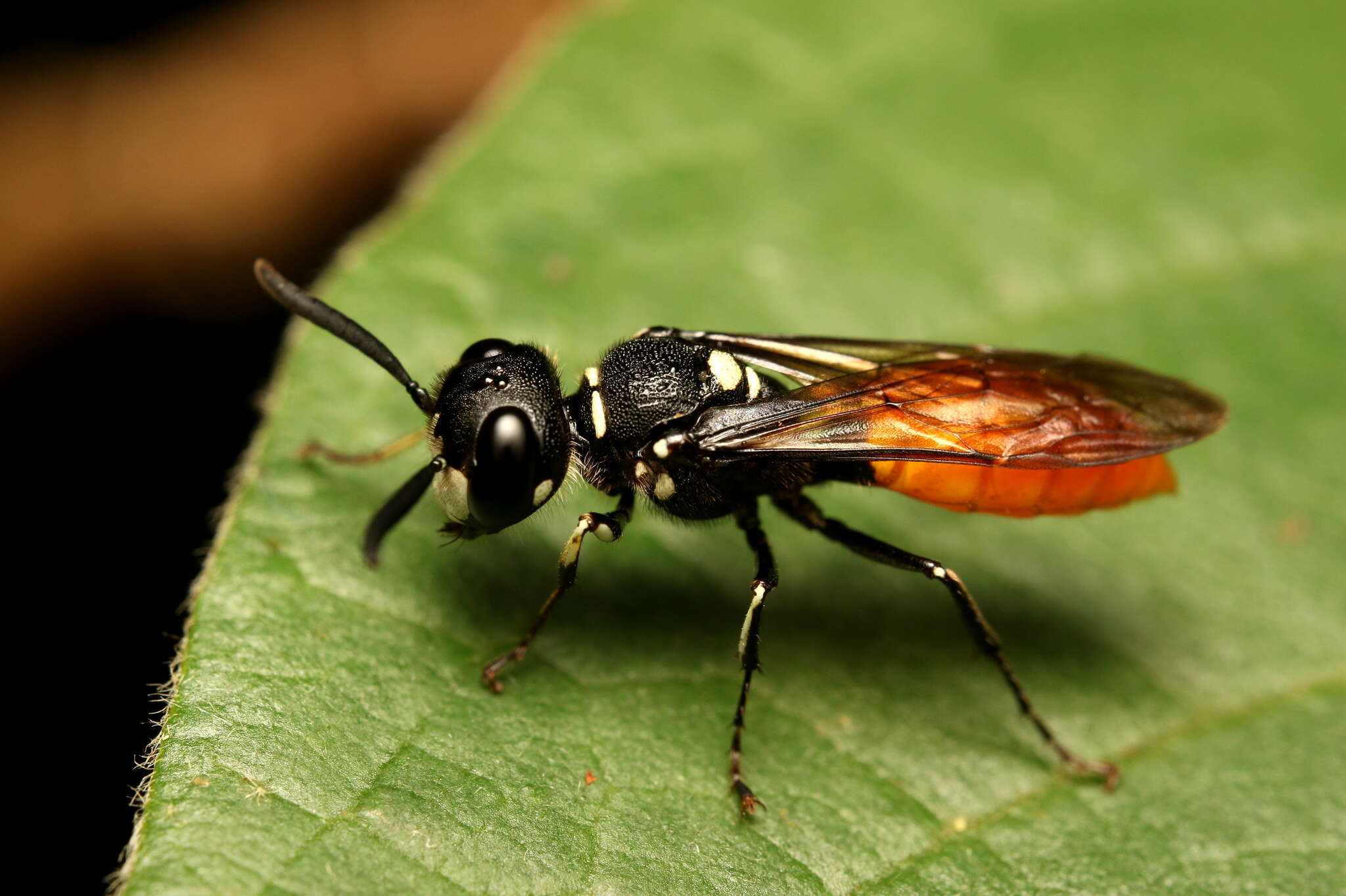 Imagem de Philanthus loeflingi Dahlbom 1845