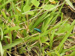 Plancia ëd Cicindela (Calochroa) whithillii (Hope 1838)