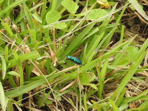 Plancia ëd Cicindela (Calochroa) whithillii (Hope 1838)