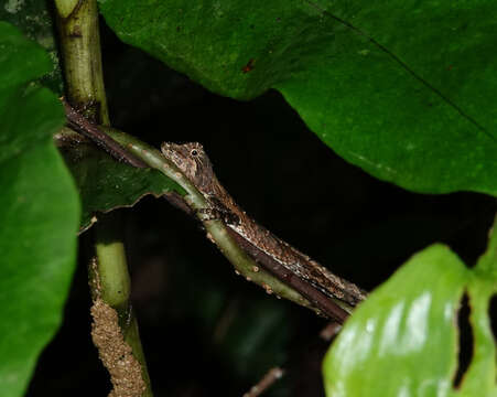 Image of Green Fan-throated lizard