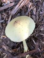 Image of Leucocoprinus tricolor H. V. Sm. 1981