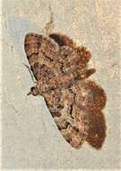 Image of Gymnoscelis lophopus Turner 1904