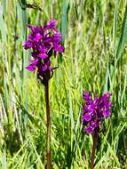 Image de Dactylorhiza lapponica (Laest. ex Hartm.) Soó