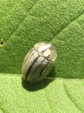 Слика од Physonota unipunctata (Say 1824)